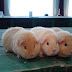 DSC03005.JPG