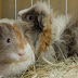 DSCF2474.JPG