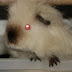 DSCF2417.JPG