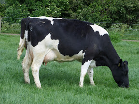 Friesian friesian.jpg