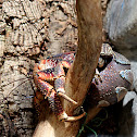 Coconut crab, robber crab or palm thief