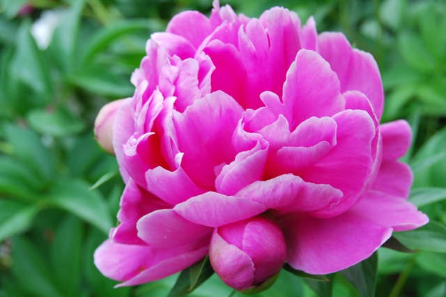 [peony[4].jpg]