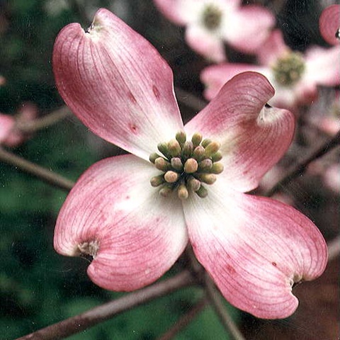 [pink dogwood[4].jpg]