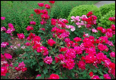 roses DSC_0637