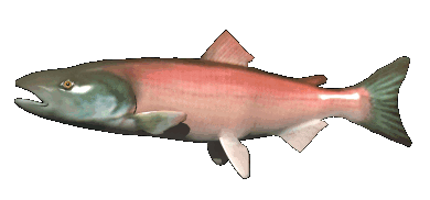 pink salmon