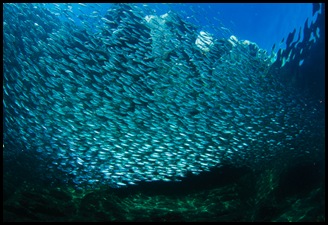 sardines2