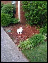 bunny 2