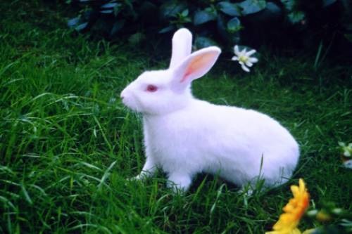 [bunny 6[3].jpg]