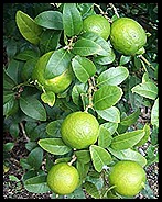 KeyLime