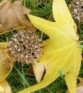 [sweetgum ball[4].jpg]