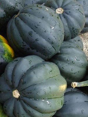 [squash AcornSquash[4].jpg]