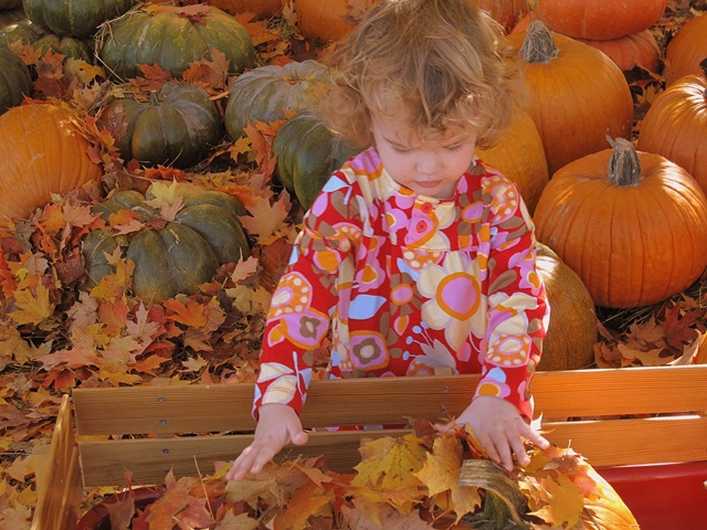 [pumpkinpatch95.jpg]