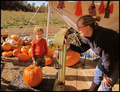 pumpkin patch 4