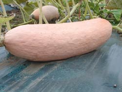 [pink banana squash[4].jpg]