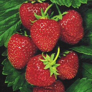 [strawberry_sweet_temptation[3].jpg]
