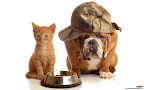 Click to view CAT + DOG + 1920x1200 Wallpaper [Cat n Dog 009 1920x1200px.jpg] in bigger size