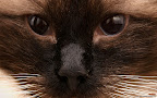 Click to view CAT + DOG + 1920x1200 Wallpaper [Cat n Dog 014 1920x1200px.jpg] in bigger size
