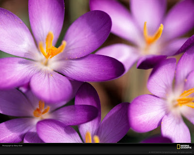 click to download free best desktop wallpaper - violet gold 1600x1200px