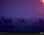 Click to view LIFE + PURPLE + SPECIAL + 1600x1200 Wallpaper [twilight joubert 1600x1200px.jpg] in bigger size