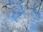 Click to view Winter + Beautiful + Nature Wallpaper [winter 29 1600x1200px.jpg] in bigger size