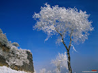Click to view Winter + Beautiful + Nature Wallpaper [winter 30 1600x1200px.jpg] in bigger size