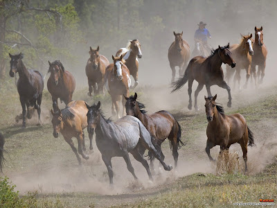 click to download free best desktop wallpaper - Horse Roundup Montana 1600x1200px