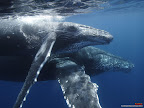 Click to view ANIMAL + 1600x1200 Wallpaper [Humpback Whale Mother and Calf 1600x1200px.jpg] in bigger size