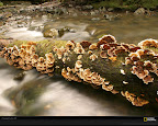 Click to view LIFE + BROWN + SPECIAL + 1600x1200 Wallpaper [fungus toft 1600x1200px.jpg] in bigger size