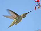 Click to view BIRD + HUMMING + 1600x1200 Wallpaper [Hummingbird 29 1600x1200px.jpg] in bigger size