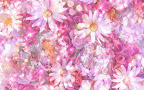 Click to view WOMEN + SPECIAL + 1920x1200 Wallpaper [women.special.057.jpg] in bigger size