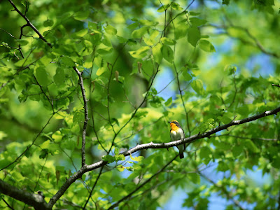 click to download free best desktop wallpaper - bird.high.resolution.001