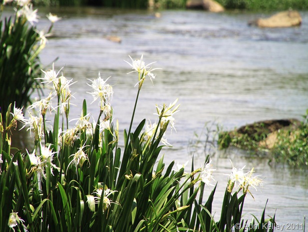 Lily Fest 104