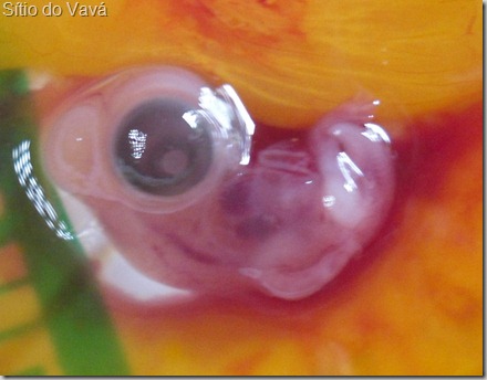 embrião de galinha