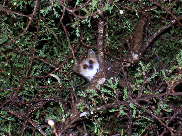 Spotting Image 1