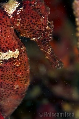 [grenada_seahorse[3].jpg]