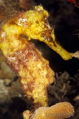 grenada_seahorse2
