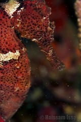 grenada_seahorse