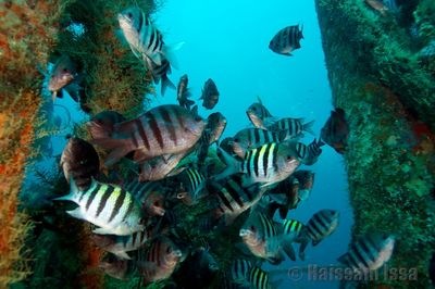 [grenada_fish[3].jpg]