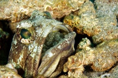[grenada_jawfish[3].jpg]