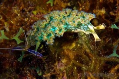 grenada_nudibranch