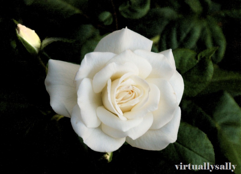 white rose        