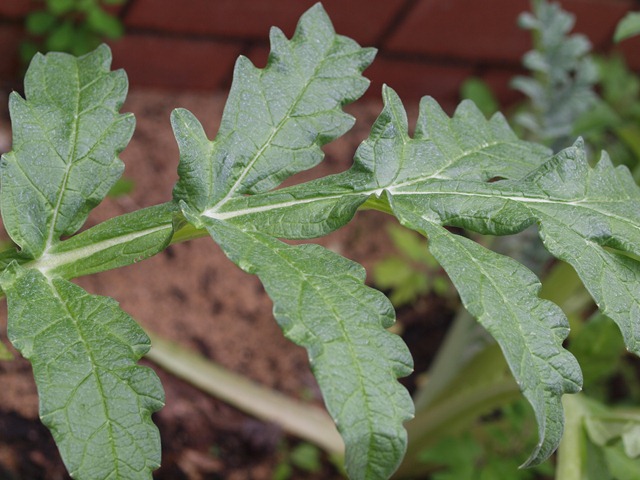 [artichoke leaf[5].jpg]