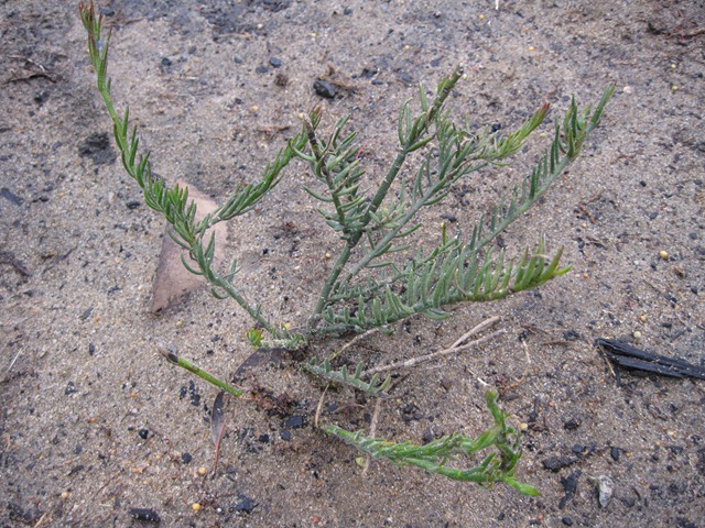 [hairylechenaultia5.jpg]
