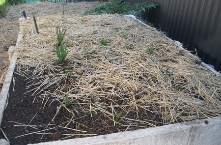 garden bed sept 2010 garden bed sept 2010