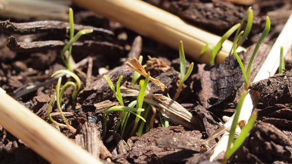 carrot seed germination