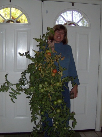 [Bringing in the tomatoes[4].jpg]