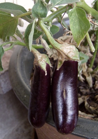 my one hansel eggplant bush
