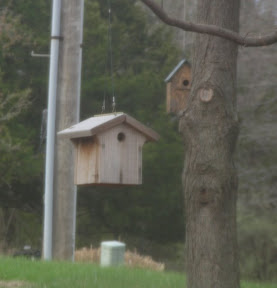 Wrens nesting again