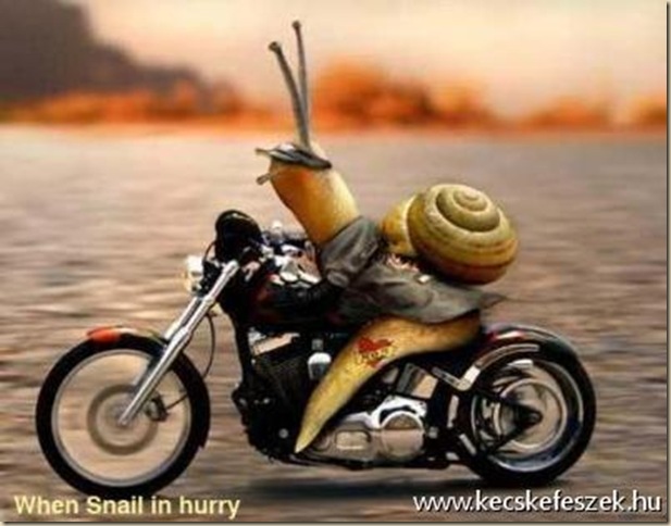 funny-animals-2 funny-animals-2
