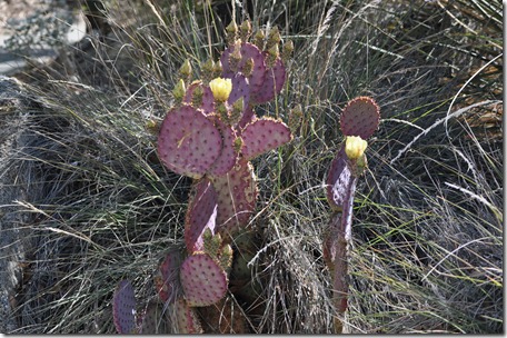 Living Desert, Ca 063